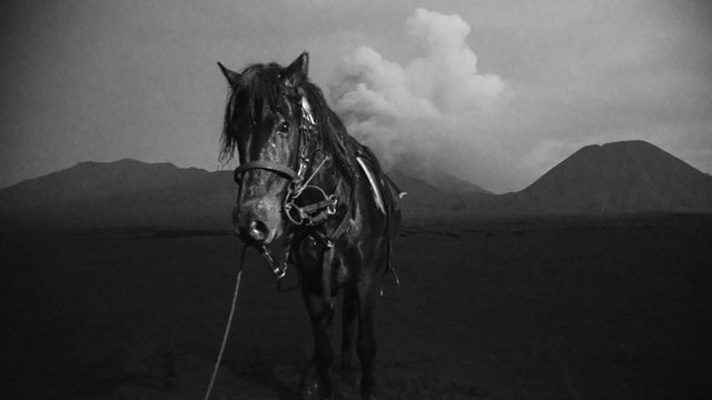 Volcano+horses+By+Far+Features+|+Far+Features+media+production+company+|+East+Java+|+Indonesia+|+Mount+Bromo5.jpg